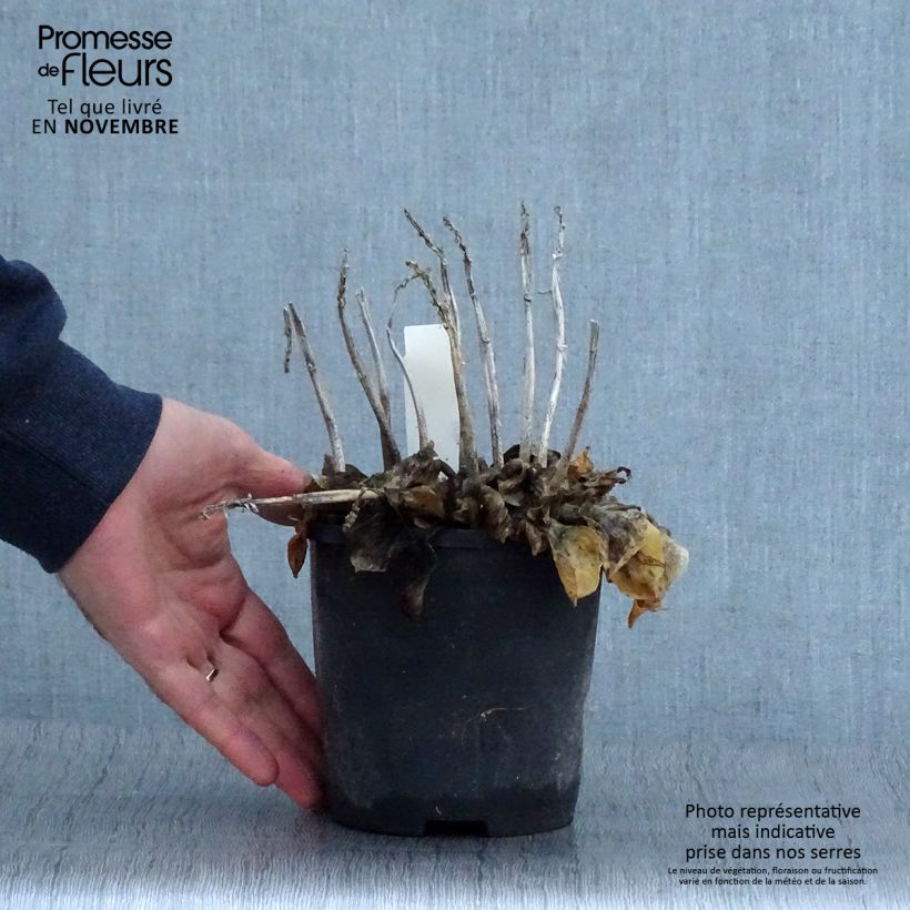 Spécimen de Hosta Blue Mouse Ears - Hosta bleu miniature Pot de 1,5L/2L tel que livré en automne