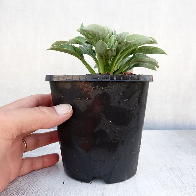 Spécimen de Hosta Blue Mouse Ears - Hosta bleu miniature Pot de 1,5L/2L tel que livré en été