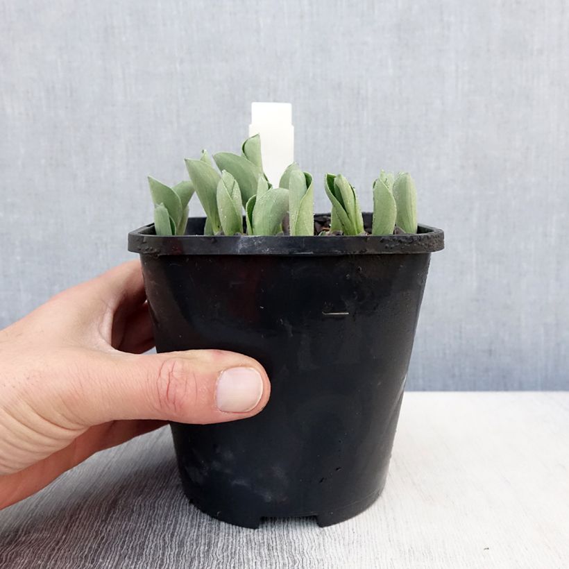 Spécimen de Hosta Blue Mouse Ears - Hosta bleu miniature Pot de 1.5L/2L tel que livré au printemps