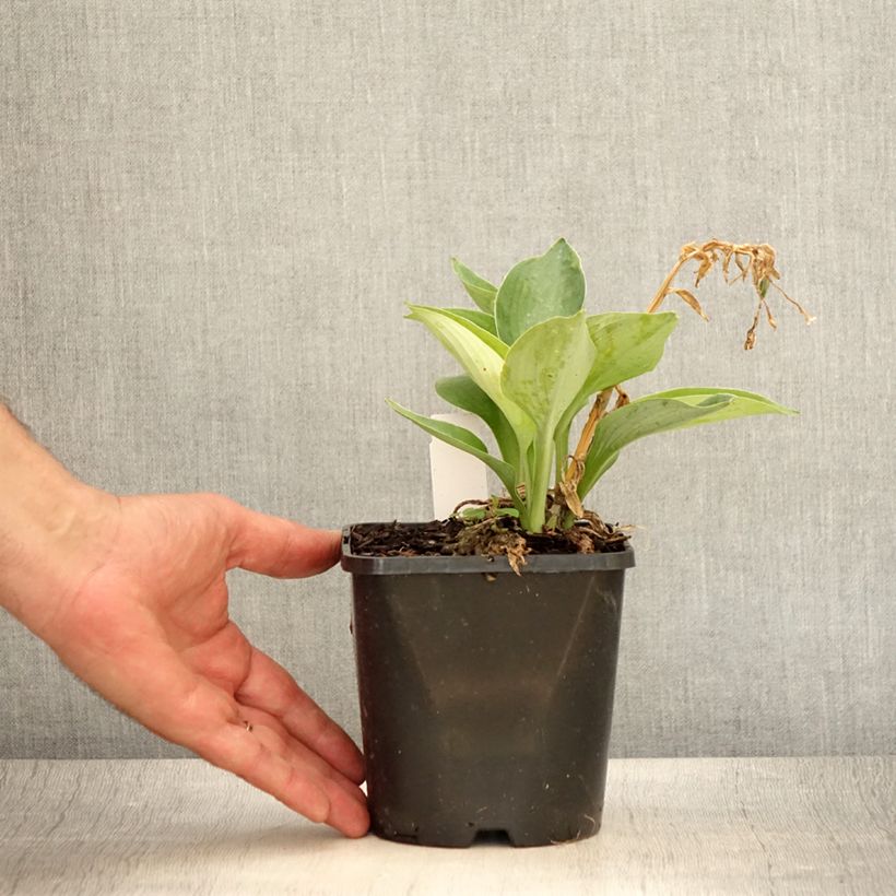 Spécimen de Hosta Blue Vision Pot de 1,5L/2L tel que livré en été
