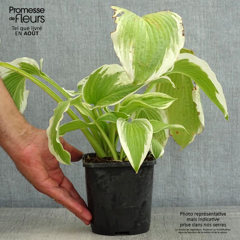 Spécimen de Hosta Bridal Falls Pot de 1,5L/2L tel que livré en été