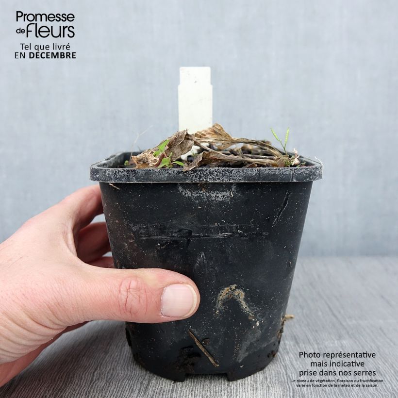 Spécimen de Hosta Broad Street Pot de 1,5L/2L tel que livré en automne