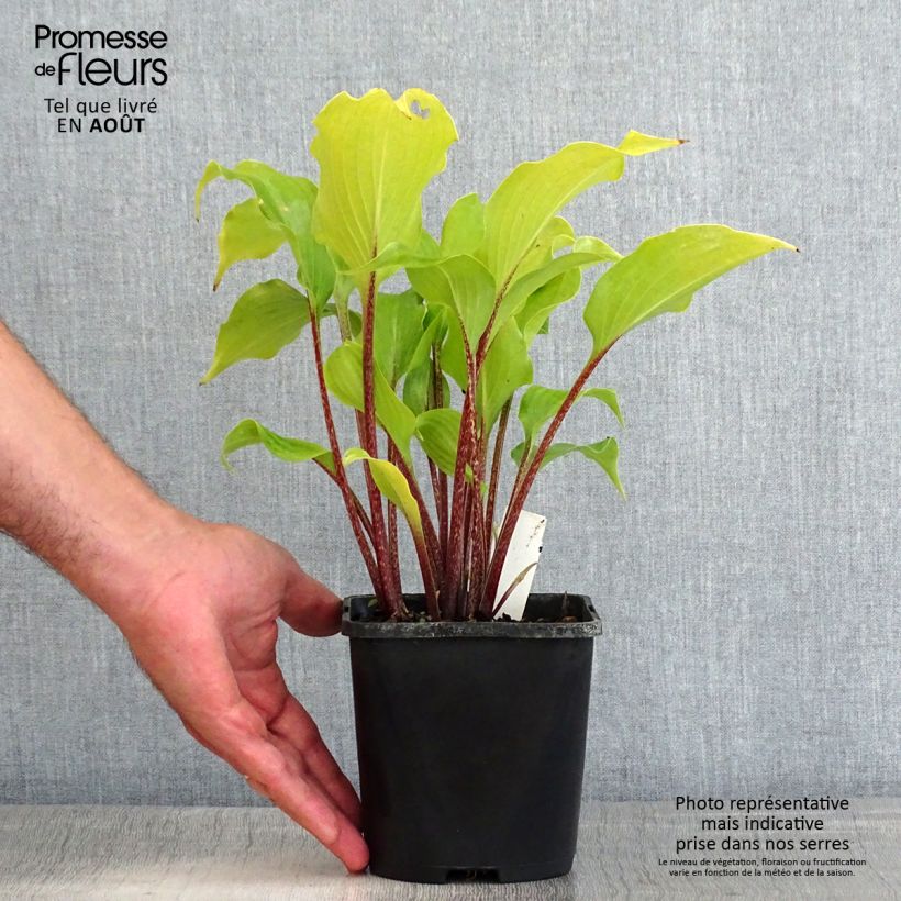 Spécimen de Hosta Broad Street Pot de 1,5L/2L tel que livré en été