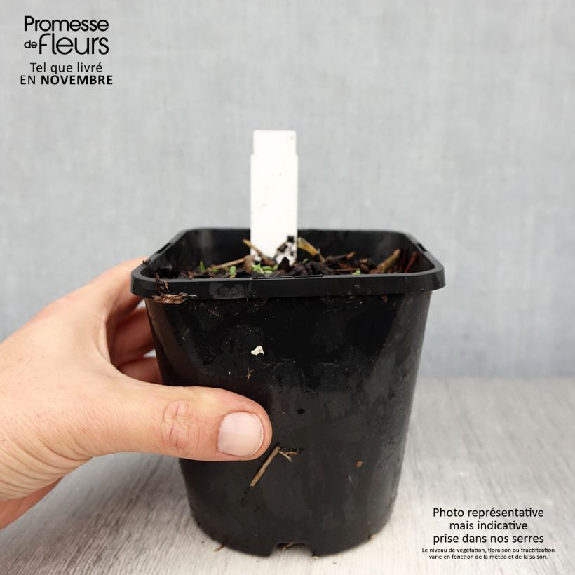 Spécimen de Hosta Broadway Pot de 1,5L/2L tel que livré en automne