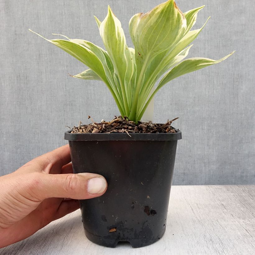Spécimen de Hosta Broadway Pot de 1,5L/2L tel que livré en été