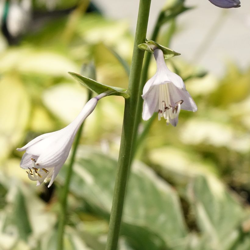 Hosta Broadway (Floraison)