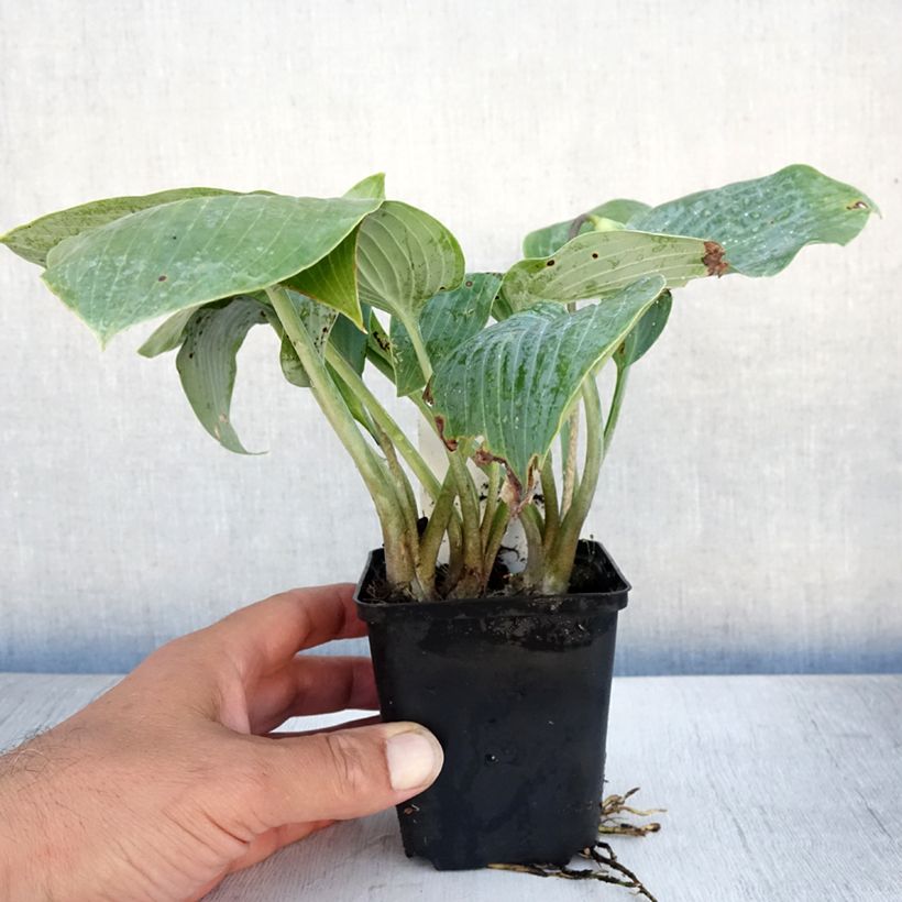 Spécimen de Hosta Canadian Blue Godet de 8/9 cm tel que livré en été