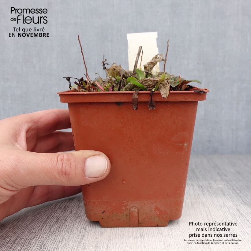 Spécimen de Hosta Christmas Tree Pot de 1L/1,5L tel que livré en automne