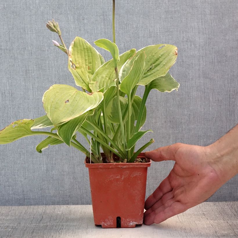 Spécimen de Hosta Christmas Tree Pot de 1L/1,5L tel que livré en été