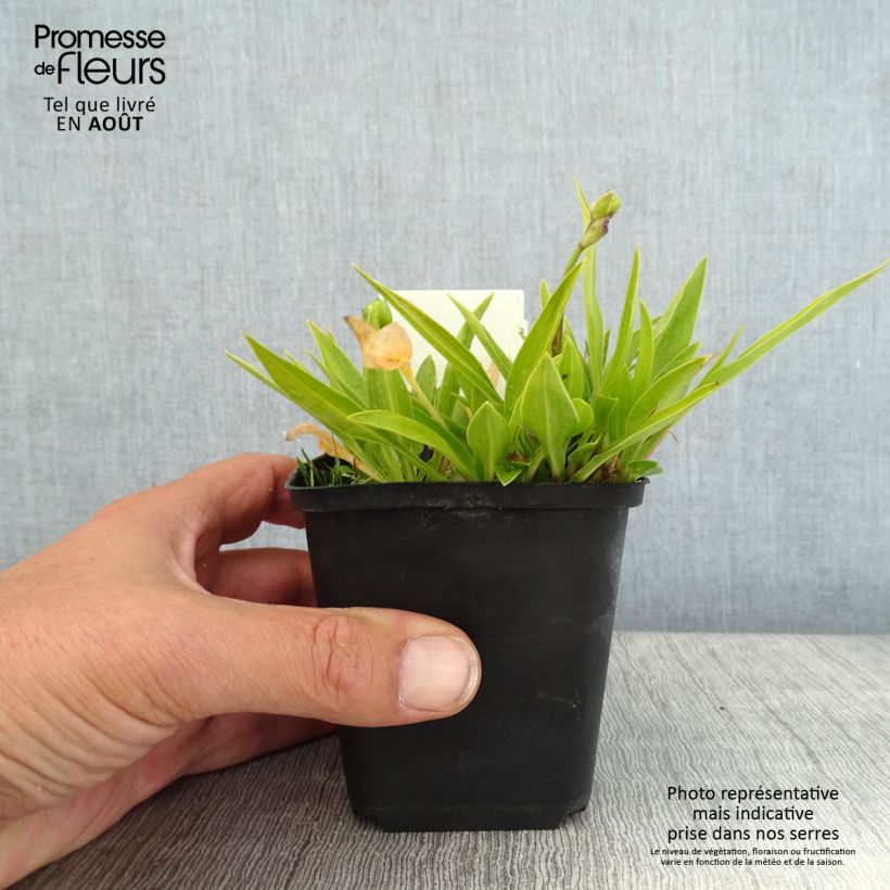 Spécimen de Hosta clausa var. normalis   Godet de 8/9 cm tel que livré en été
