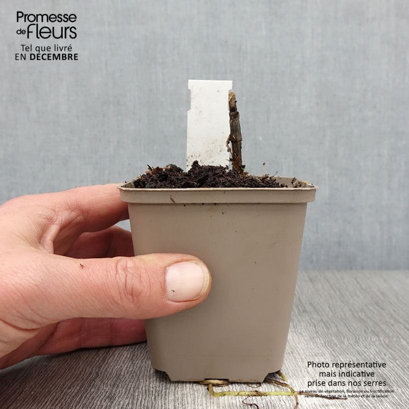 Spécimen de Hosta Clifford's Forest Fire Godet de 8/9 cm tel que livré en automne