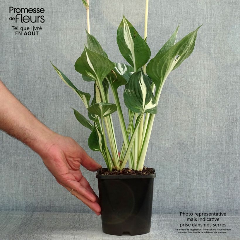 Spécimen de Hosta Clifford's Stingray Pot de 1,5L/2L tel que livré en été