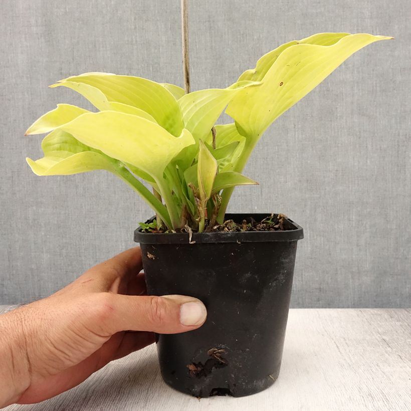Spécimen de Hosta Coast to Coast  Pot de 1,5L/2L tel que livré en été