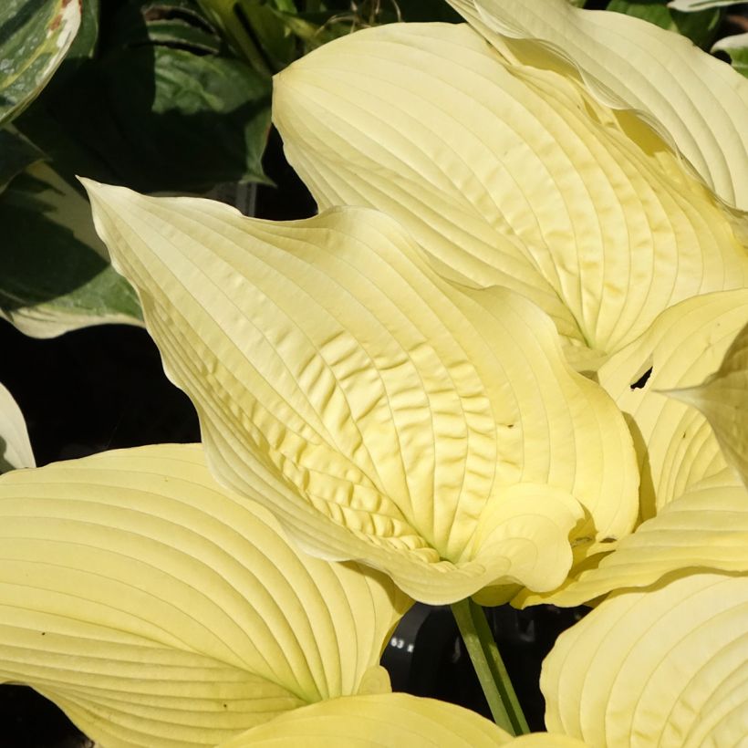 Hosta Coast to Coast (Feuillage)
