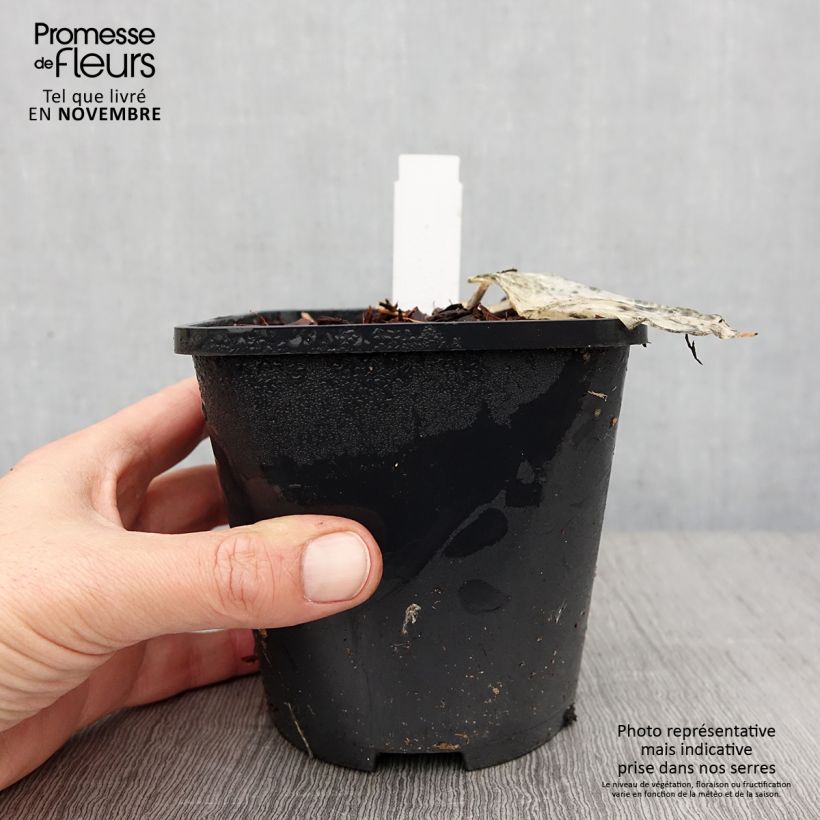 Spécimen de Hosta Color Festival Pot de 1,5L/2L tel que livré en automne