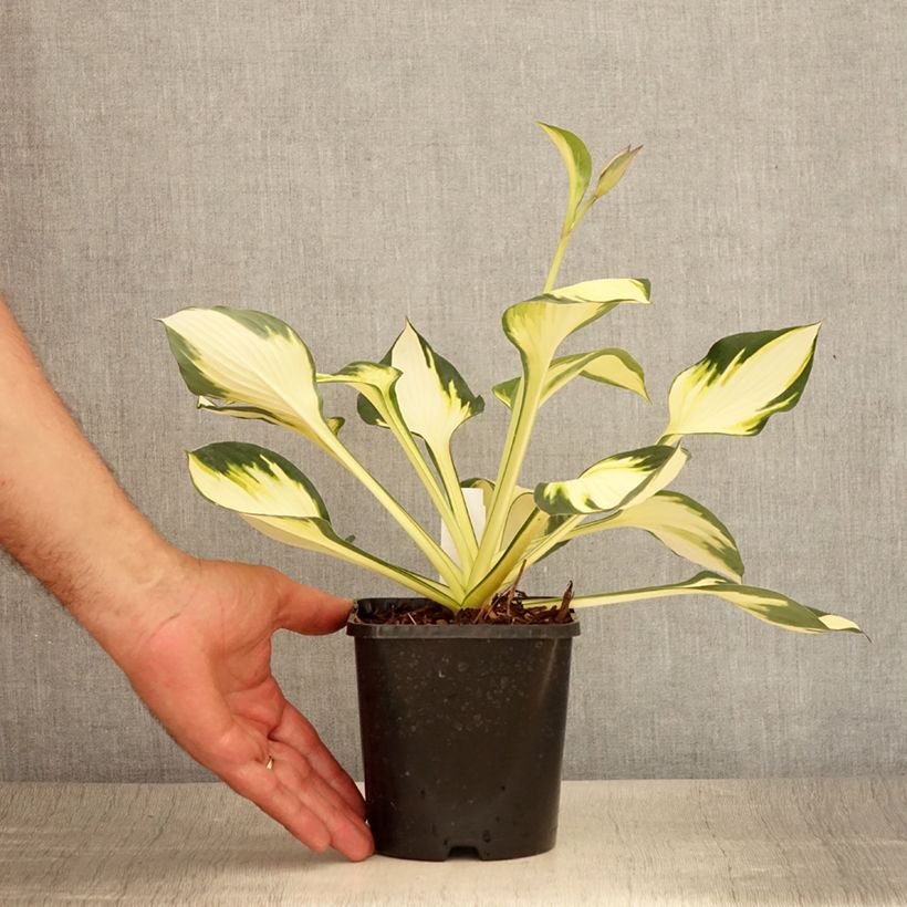 Spécimen de Hosta Color Festival Pot de 1,5L/2L tel que livré en été