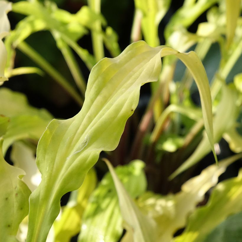 Hosta Curly Fries (Feuillage)