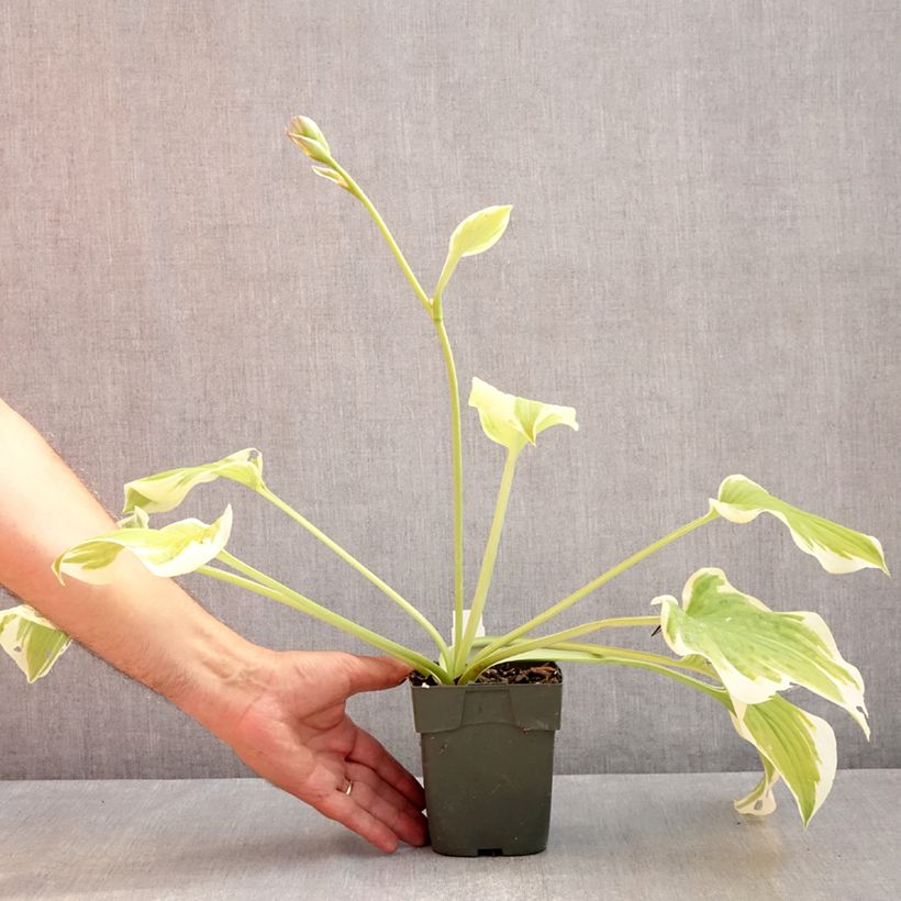 Spécimen de Hosta Delta Dawn Godet de 8/9 cm tel que livré en été