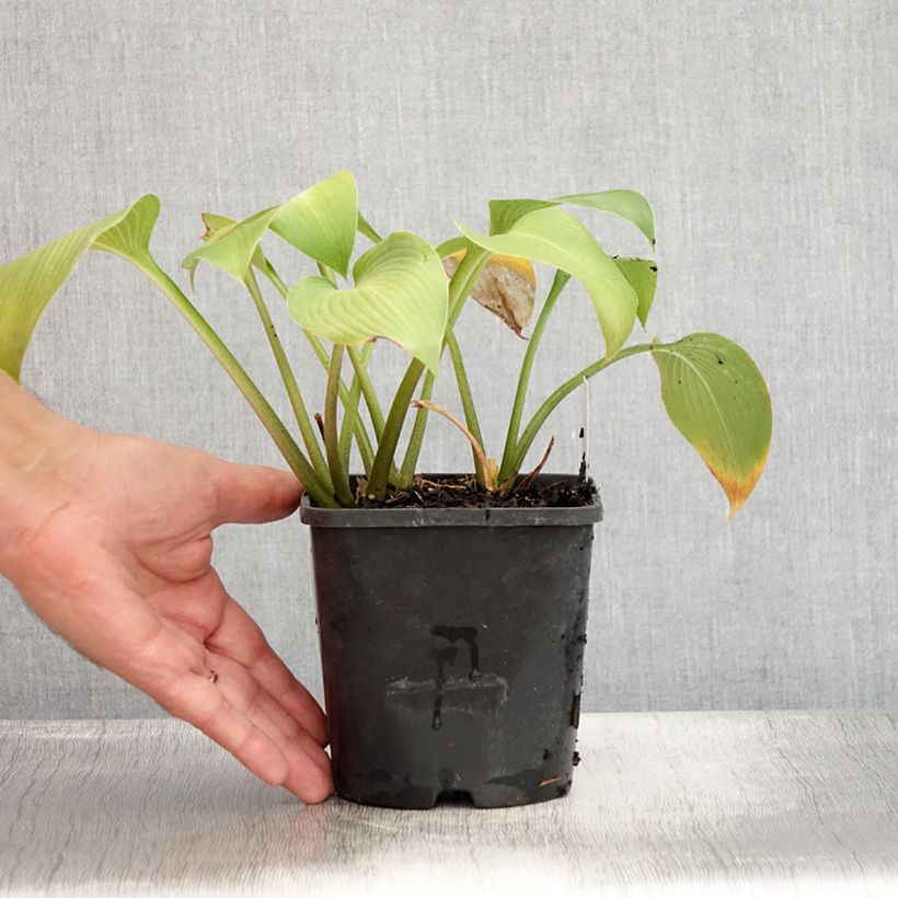 Spécimen de Hosta Devon Green Pot de 1,5L/2L tel que livré en été