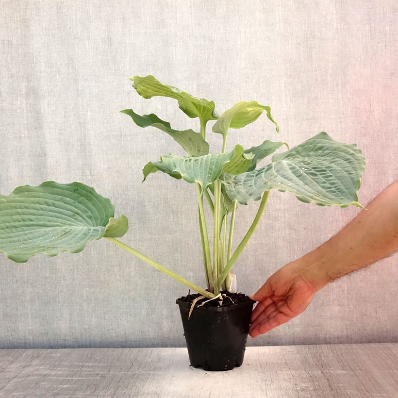 Spécimen de Hosta Diamond Lake Pot de 1,5L/2L tel que livré en été