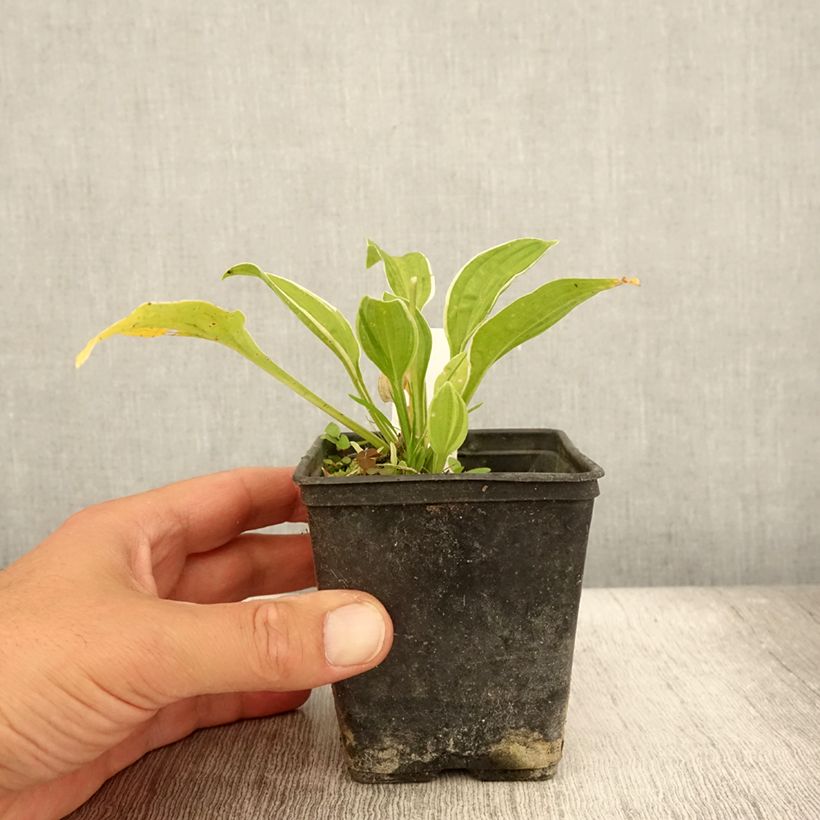 Spécimen de Hosta Diamond Tiara Godet de 8/9 cm tel que livré en été