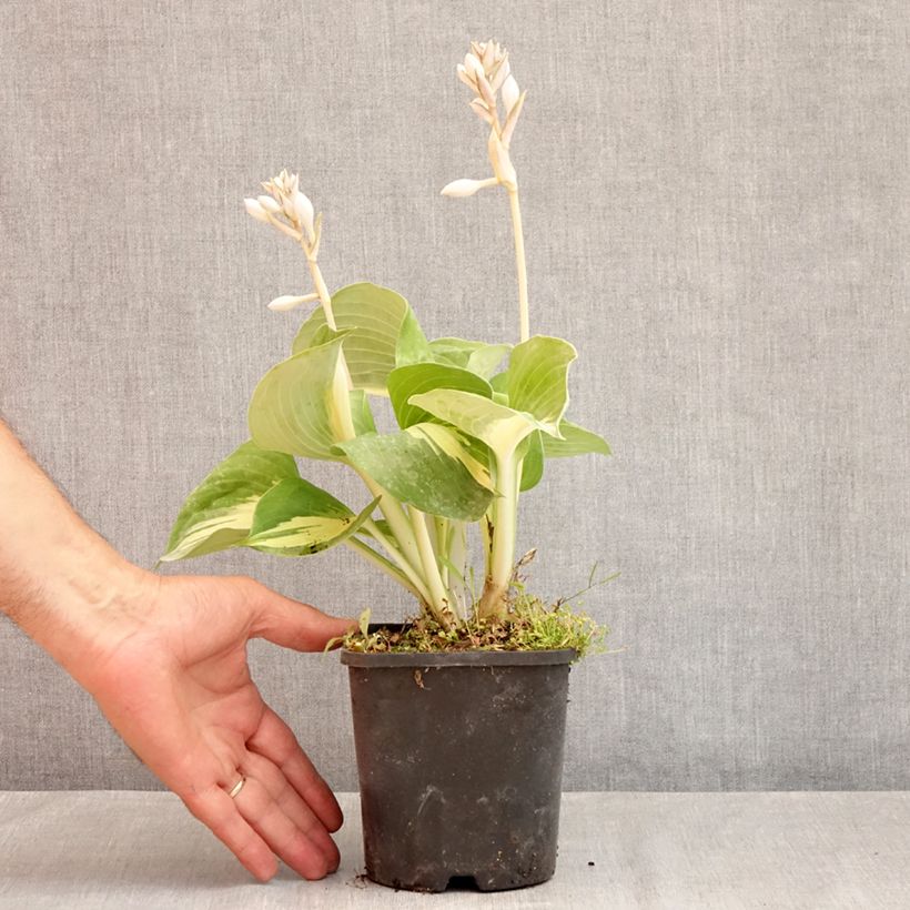Spécimen de Hosta Dream Queen Pot de 1,5L/2L tel que livré en été