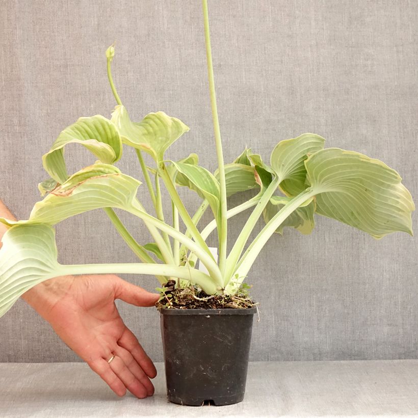 Spécimen de Hosta Earth Angel Pot de 1,5L/2L tel que livré en été
