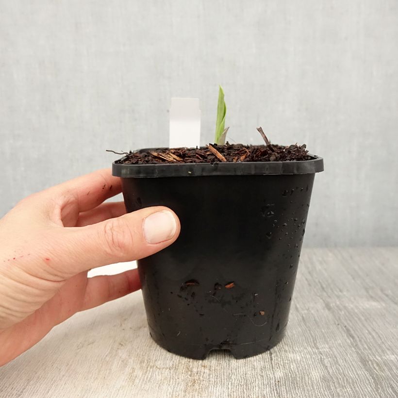 Spécimen de Hosta Earth Angel - Pot de 1,5L/2L tel que livré au printemps