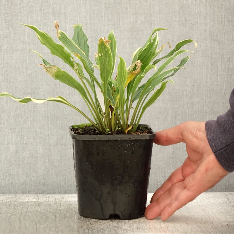 Spécimen de Hosta Electrocution Pot de 1,5L/2L tel que livré en automne
