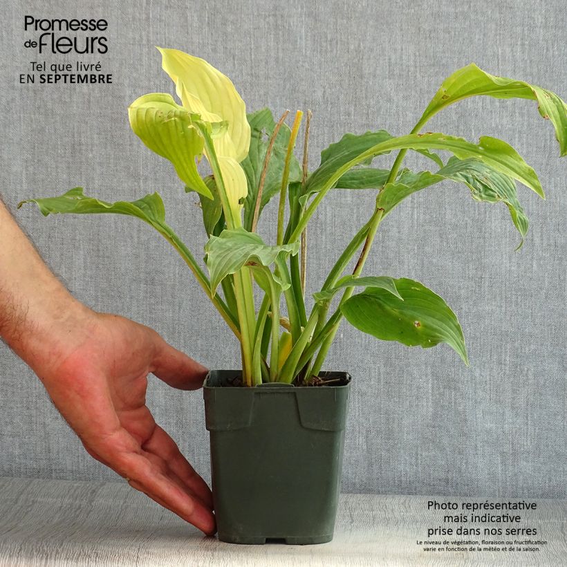 Spécimen de Hosta Elisabeth Godet de 8/9 cm tel que livré en été