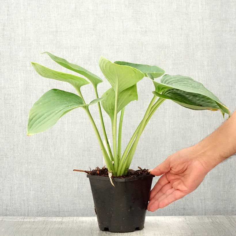 Spécimen de Hosta Empress Wu - Hosta géant Pot de 1,5L/2L tel que livré en été