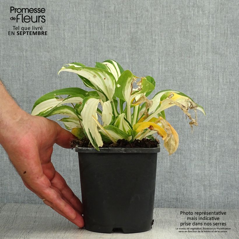 Spécimen de Hosta Enterprise Pot de 1,5L/2L tel que livré en été