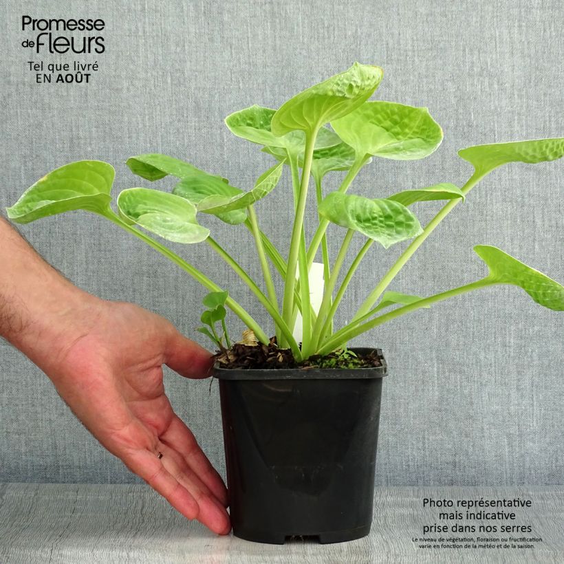 Spécimen de Hosta Eye Catcher Pot de 1,5L/2L tel que livré en été