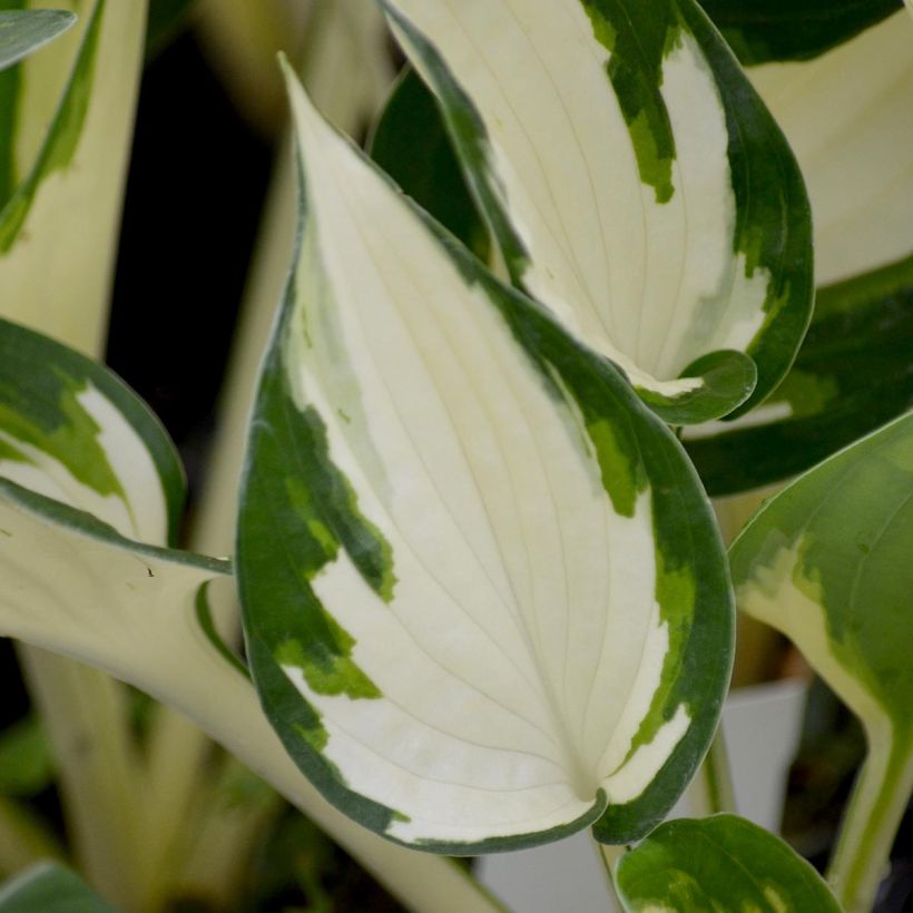 Hosta Fire and Ice (Feuillage)
