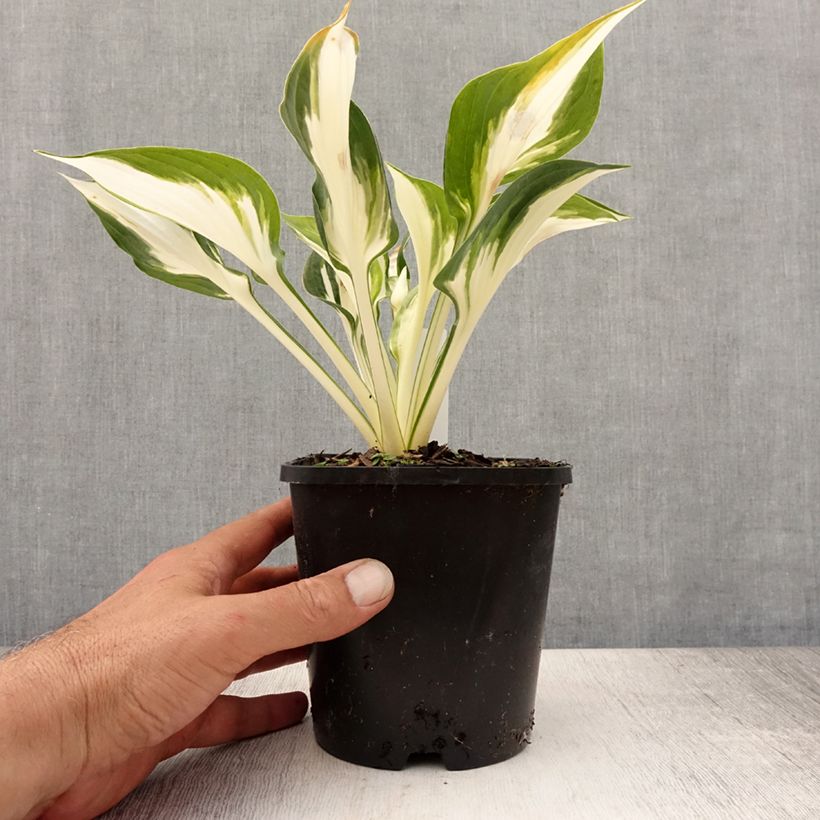 Spécimen de Hosta Fire and Ice Pot de 1,5L/2L tel que livré en été