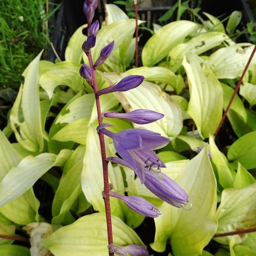 Hosta fire Island (Floraison)