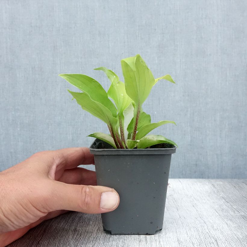 Spécimen de Hosta fire Island Godet de 8/9 cm tel que livré en été