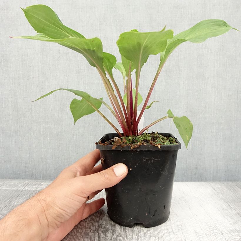 Spécimen de Hosta First Blush Pot de 1,5L/2L tel que livré en été