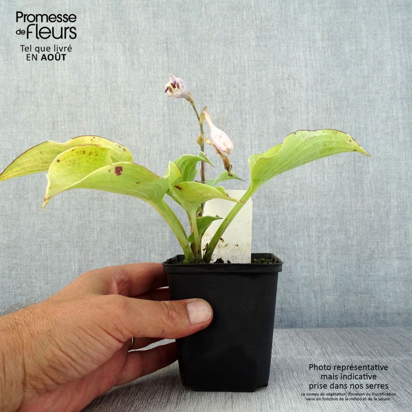 Spécimen de Hosta Flemish Sky  Godet de 8/9 cm tel que livré en été