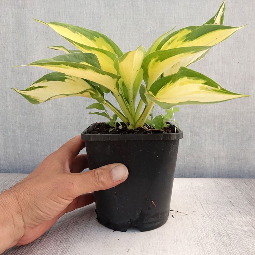 Spécimen de Hosta Forbidden Fruit Pot de 1,5L/2L tel que livré en été
