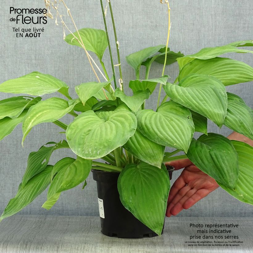 Spécimen de Hosta fortunei Albopicta  Pot de 2L/3L tel que livré en été