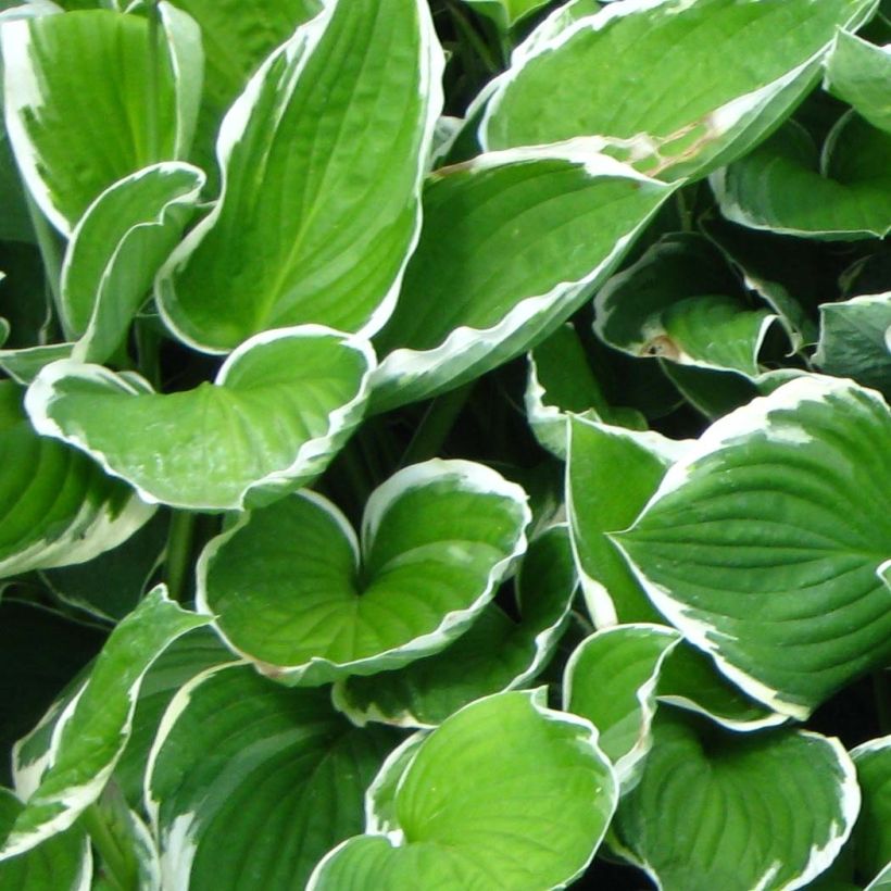 Hosta fortunei Francee (Feuillage)