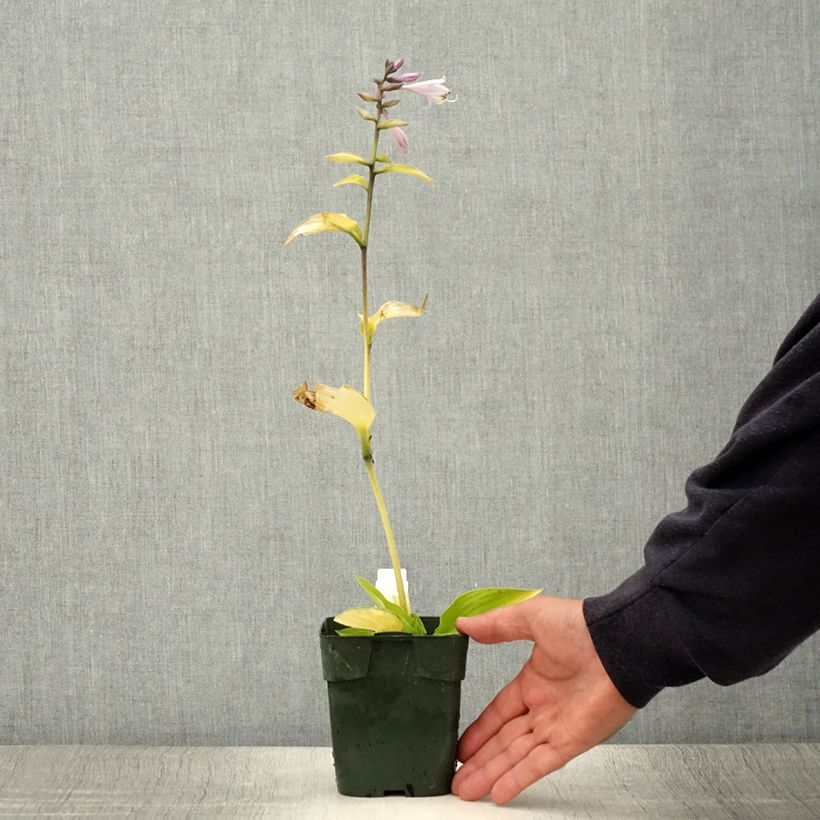 Spécimen de Hosta fortunei Gold Standard Pot de 2L/3L tel que livré en été