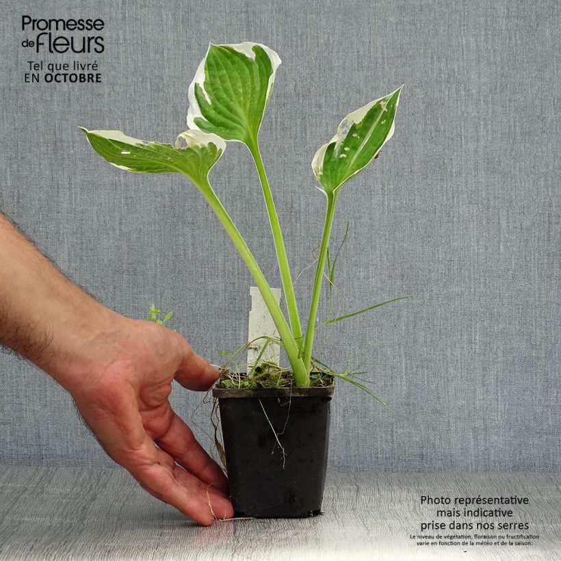 Spécimen de Hosta fortunei Patriot Godet de 8/9 cm tel que livré en automne