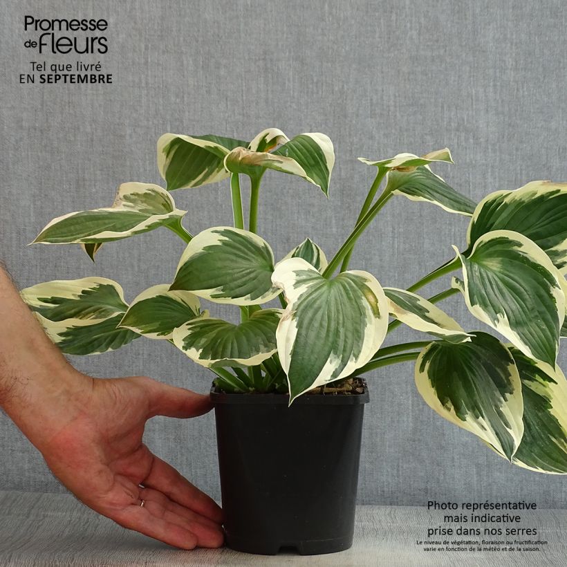 Spécimen de Hosta fortunei Patriot Pot de 2L/3L tel que livré en été