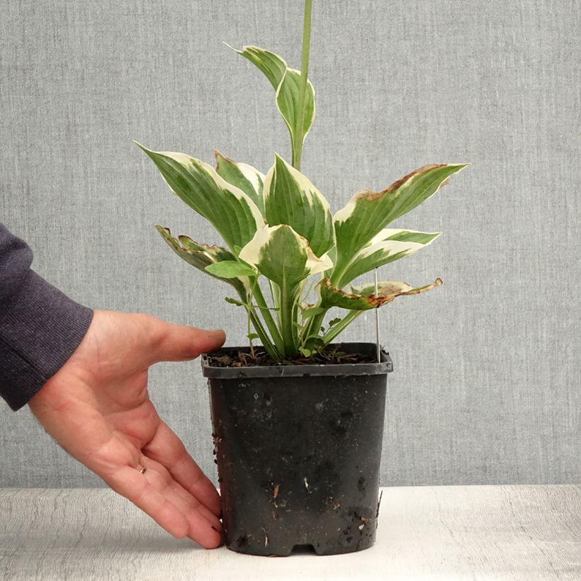 Spécimen de Hosta fortunei Twilight Pot de 1,5L/2L tel que livré en été