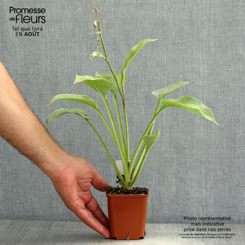 Spécimen de Hosta fortunei var hyacinthina Godet de 8/9 cm tel que livré en été