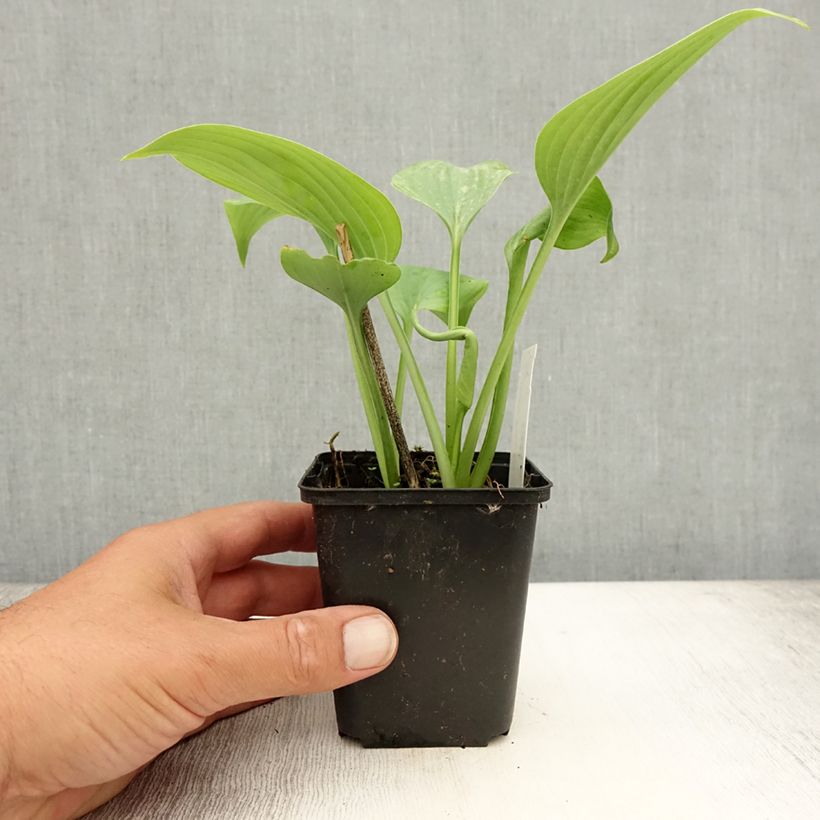 Spécimen de Hosta Fragrant Blue Godet de 8/9 cm tel que livré en été