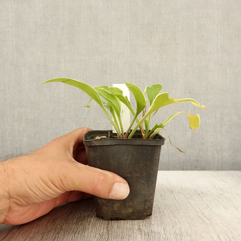 Spécimen de Hosta Fragrant Fire Godet de 8/9 cm tel que livré en automne