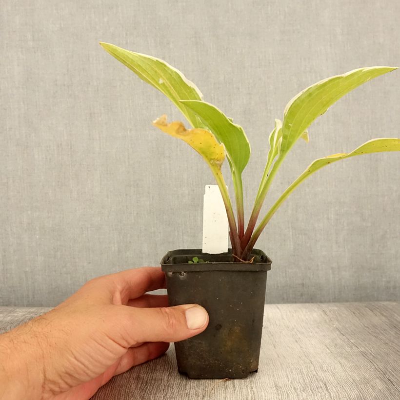 Spécimen de Hosta Fragrant Fire Godet de 8/9 cm tel que livré en été